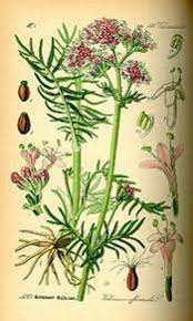 Le piante nella storia: C’è un fiore per il Natale?