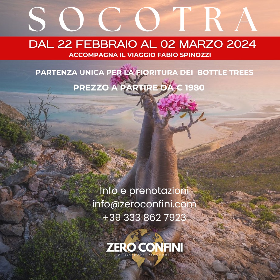 Socotra:  Esperienza unica per la fioritura dell'albero Bottiglia